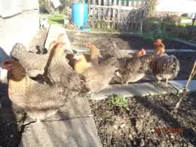 Násadové vajcia veľkého znáškového plemena Bielefeldka rodofarebná.