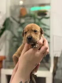 Štěňátka labrador x Border kolie