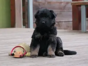 Německý ovčák dlouhosrstý