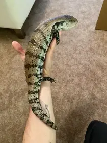 Tiliqua gigas evanescens