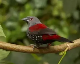 Vločkovník rudohřbetý