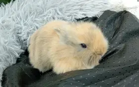 Zakrslý králíček E1