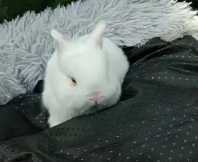 Zakrslý králíček E3