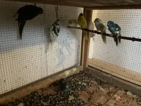 Kakariki červenočelý