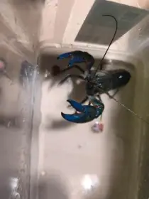 Rak destruktor vlastní odchov