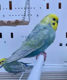 Pár duhových andulek 2025