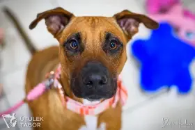 Pohádková Disney – společenská princezna