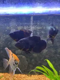 Prodám veškeré ryby na fotkách