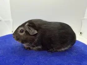 Morče hladké sameček fox černá s PP