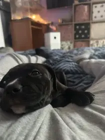 Americký pitbullteriér bez PP