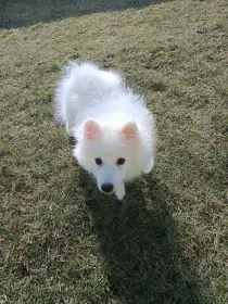 Japonský špic stěně