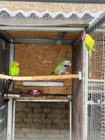 Alexandr čínský . Korely