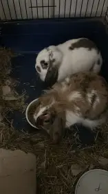 Daruji králice minilop