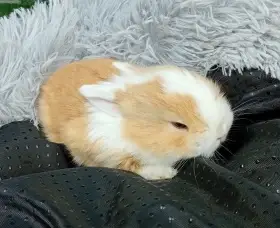 Zakrslý beránek F1