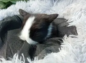 Zakrslý beránek F3