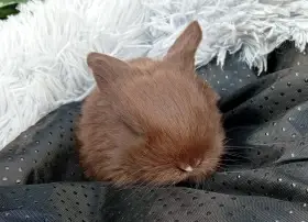 Zakrslý beránek F5