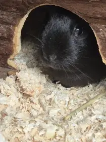 Daruji dvě samice morčata