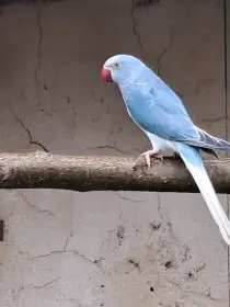 Alexandr malý modrý