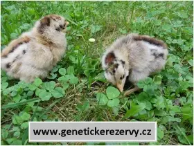 Česká zlatá kropenka - kuřata 1-3 d.