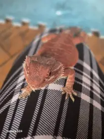 Terarium včetně agamy