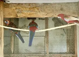 Prodám Rosela penant