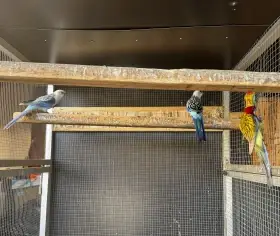 Prodám rosely pestré i mutace modrá