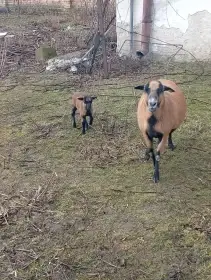 Kamerunská ovce s jehnětem