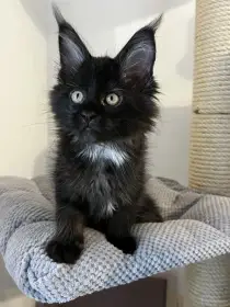 Mainská mývalí s PP