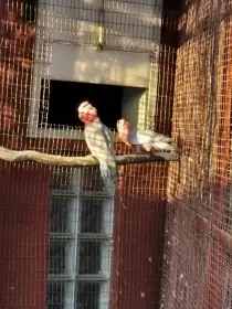 Kakadu růžový samec