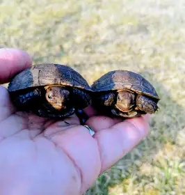 *** manouria emys emys ***