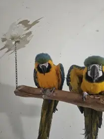 Chovný pár araraun