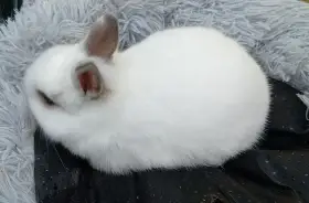 Zakrslý králíček E2