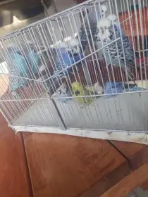 Prodej výstavních  andulek