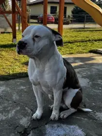 Nabízím nakrytí ast