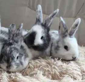 Gaučáci hledají nový domov