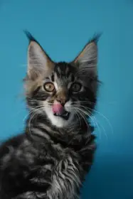 Mainsky mývalí kocourek s PP