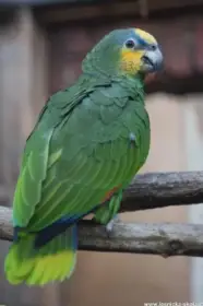 Amazoňan oranžovokřídlý