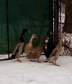 Prodám loňské kachny ruanske