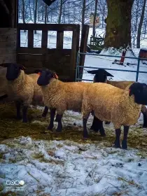 Plemenní beránci Suffolk