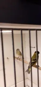 Čížek magellanský