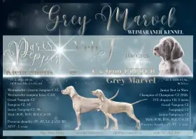 Výmarský ohař - štěňata s PP