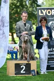 Štěňátko z vrhu D po Pepper