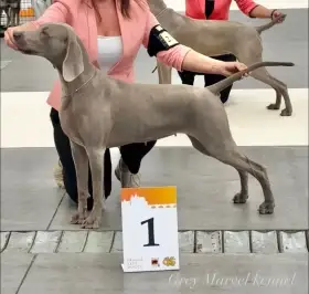 Matka vrhu F - Pepper