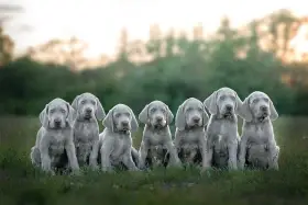 Vrh C - Pepper jako štěňátko