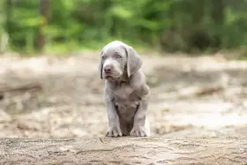 Štěňátko z vrhu D po Pepper