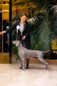 C's Iron Pepper Grey Marvel - ŠŠ 2026