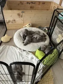 Jak odchováváme naše štěňátka