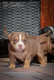 American bully pocket ABKC - luxusní pejskové