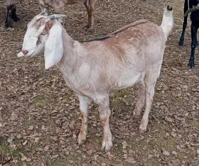 Prodám dvě kozičky a kozlíka anglonubijské kozy