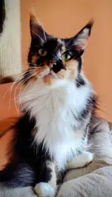 Prodám mainskou mývalí kočičku s PP